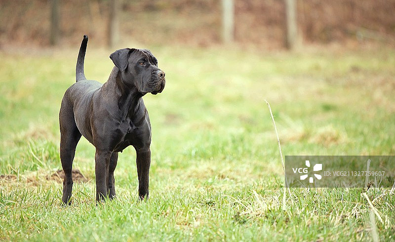 黑色的纯种獒犬站在草地上的肖像照片图片素材