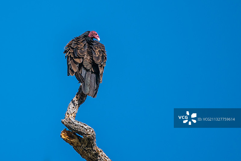旧金山：蓝天下栖息在树枝上的老鹰图片素材