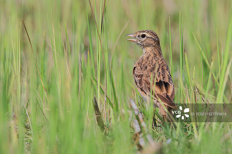 鸣禽栖息在草地上的特写，印度卡纳塔克邦芒格洛尔图片素材