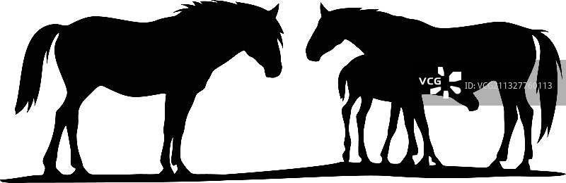 母马和小马驹-马科野生动物图片素材