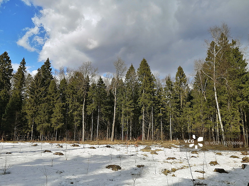 俄罗斯雪原上的树木图片素材