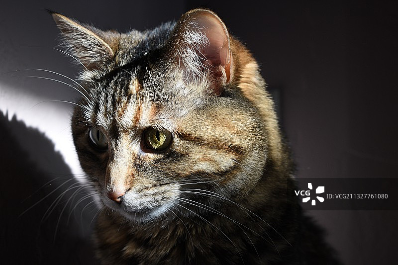 猫的特写看着别处图片素材