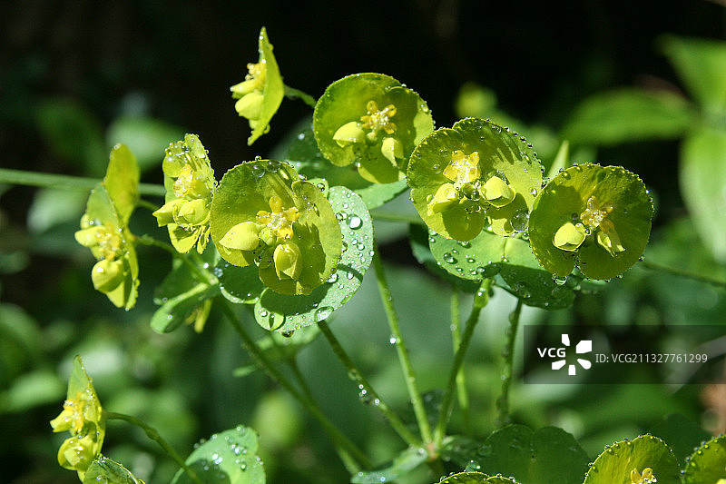 雨季湿植物叶子的特写图片素材
