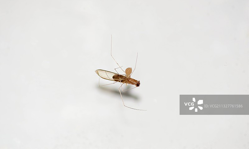 白色背景下的昆虫特写图片素材