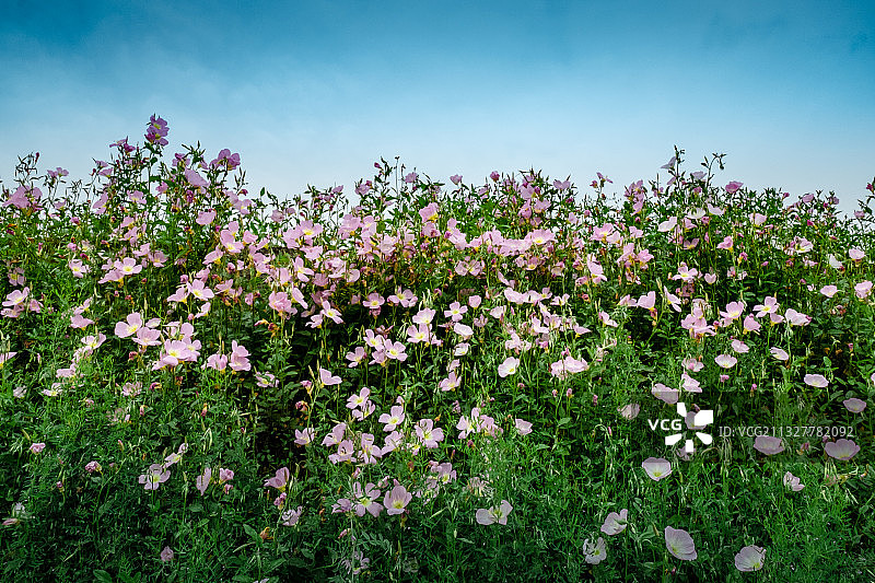 荻浦村花海图片素材