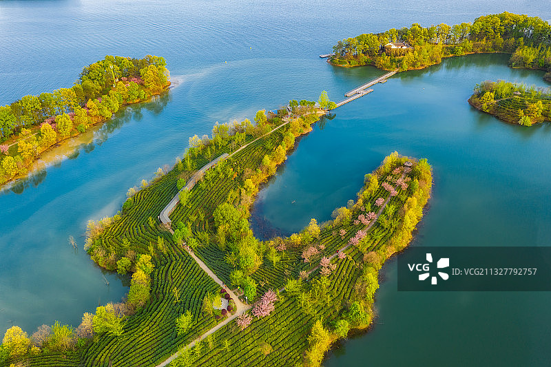 河南信阳5A级旅游景区南湾湖畔浉河港镇岛上茶园樱花风光航拍图片素材