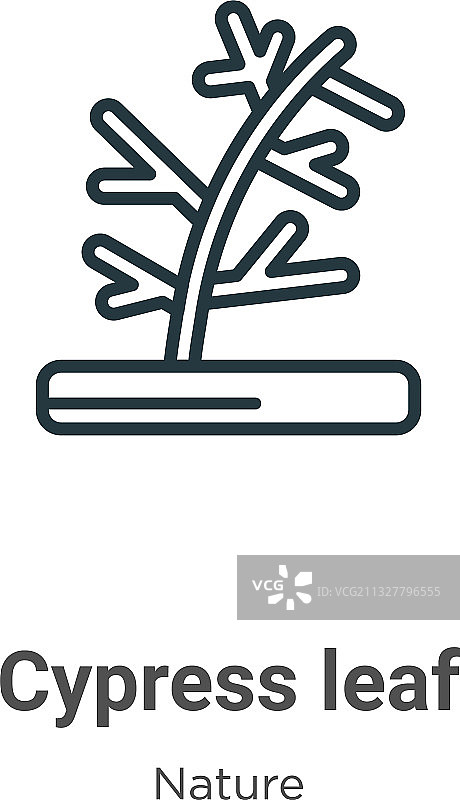 黑色细线柏树叶轮廓图标图片素材