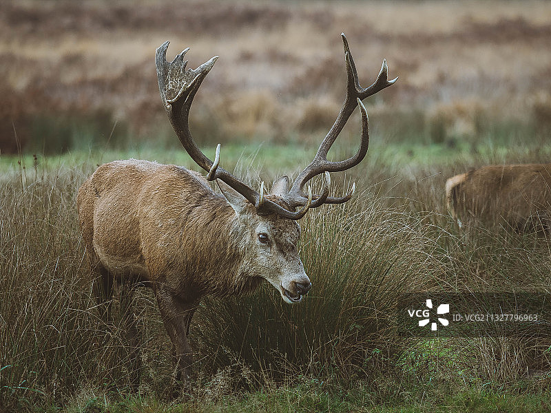 Richmond park：现鹿图片素材