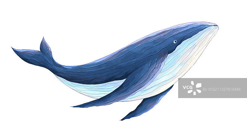 鲸鱼插画图素图片素材