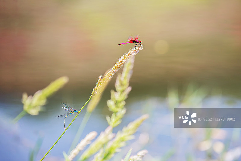春日万物生机图片素材
