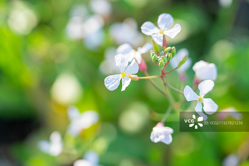 萝卜花图片素材