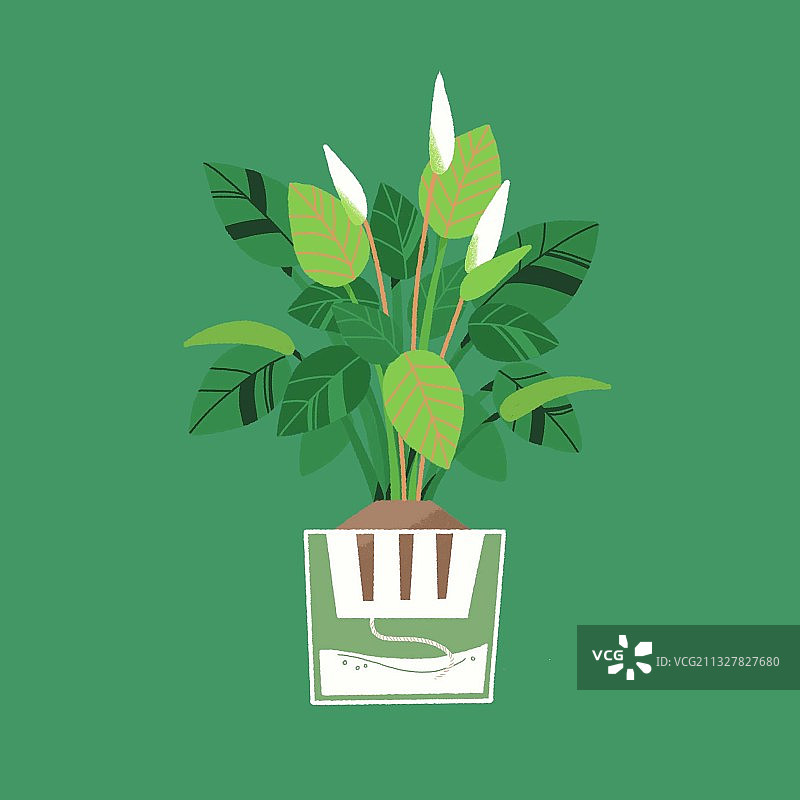 绿植图片素材