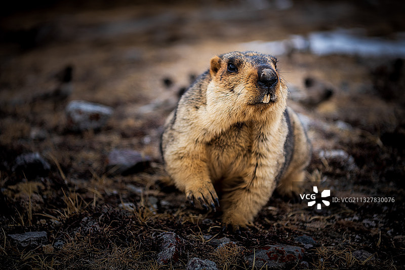 土拨鼠一家图片素材