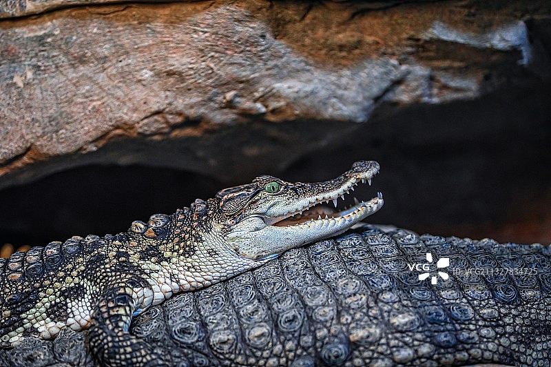 鳄鱼图片素材