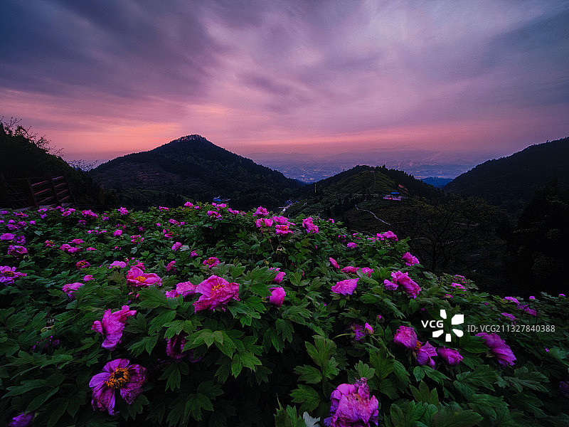 牡丹花海图片素材