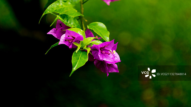 云南西双版纳植物园植物图片素材