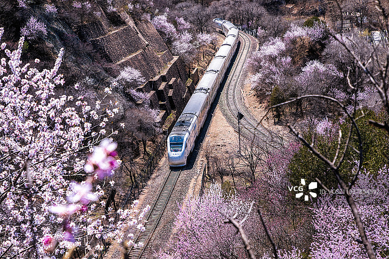 火车与花海图片素材