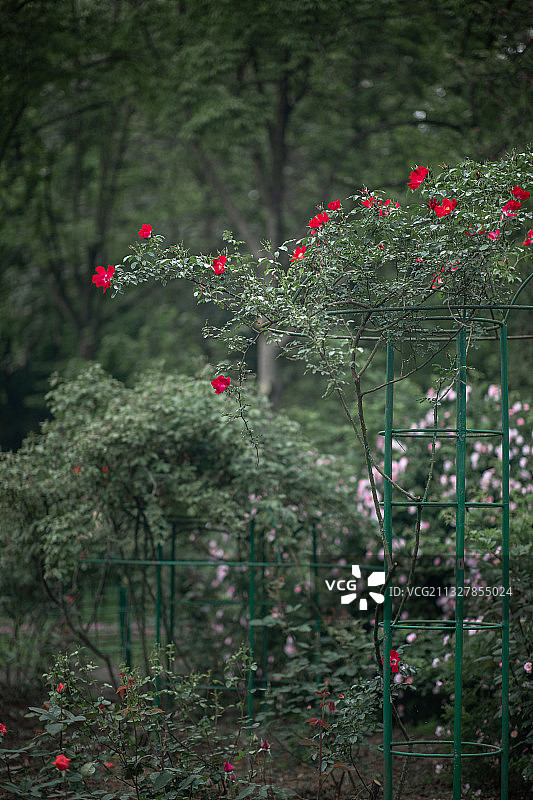 又是蔷薇季图片素材