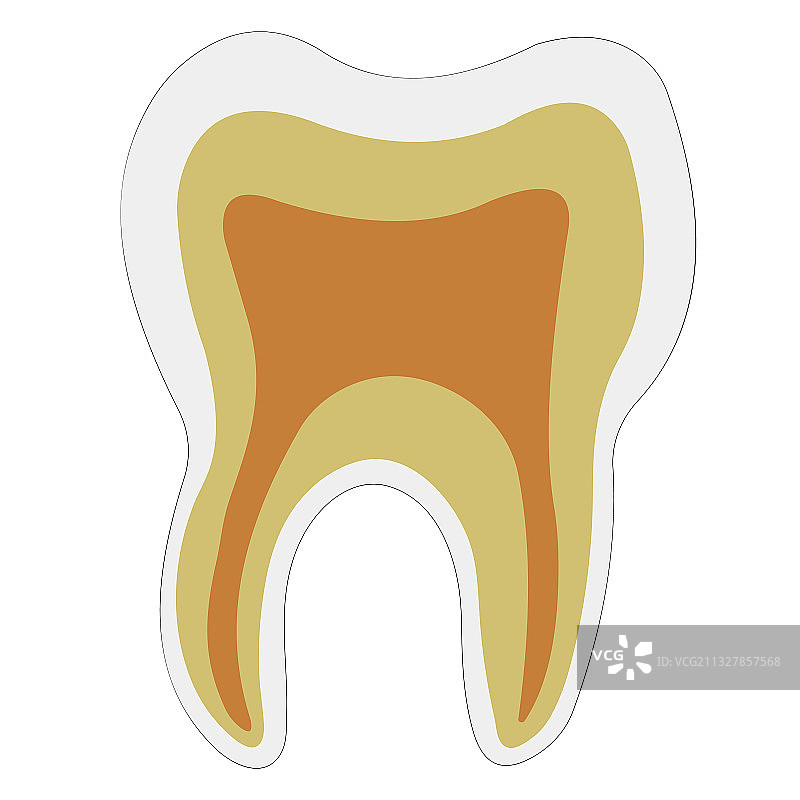 牙齿牙本质牙釉质牙髓的解剖结构图片素材