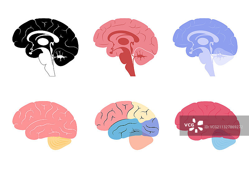 人体内部器官图片素材