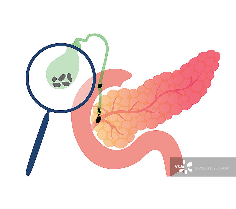 人体内部器官图片素材