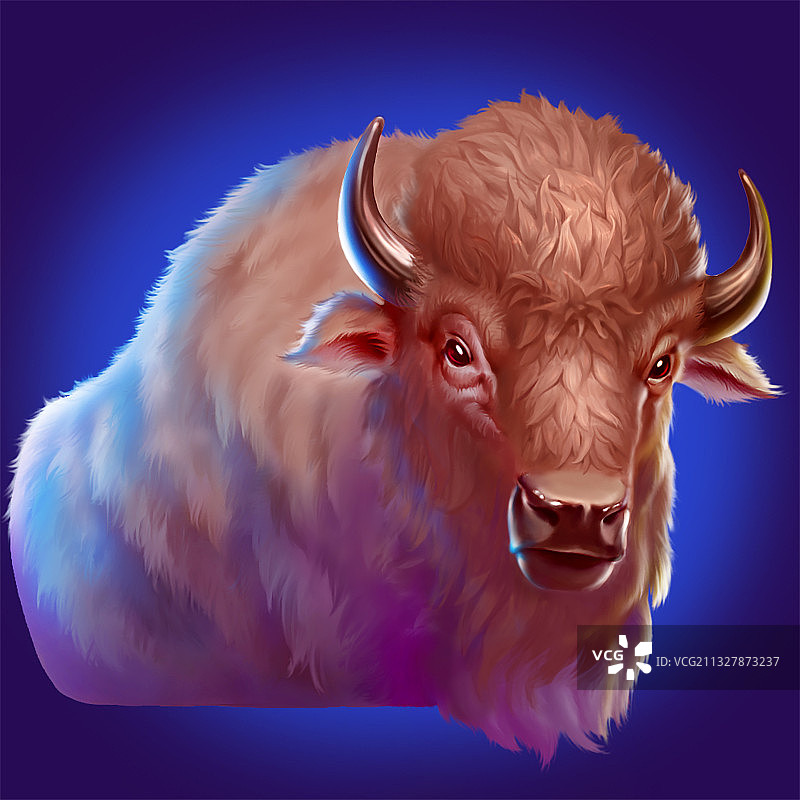 写实美国野牛图片素材