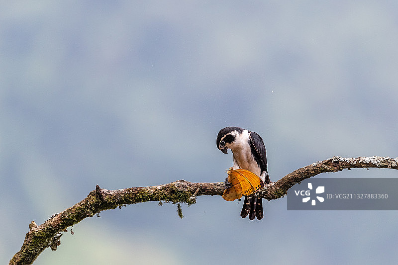 小隼捕食蝴蝶图片素材