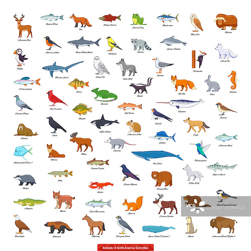 北美动物合集图片素材