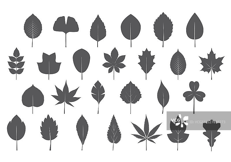 一组孤立的灰色叶子图片素材
