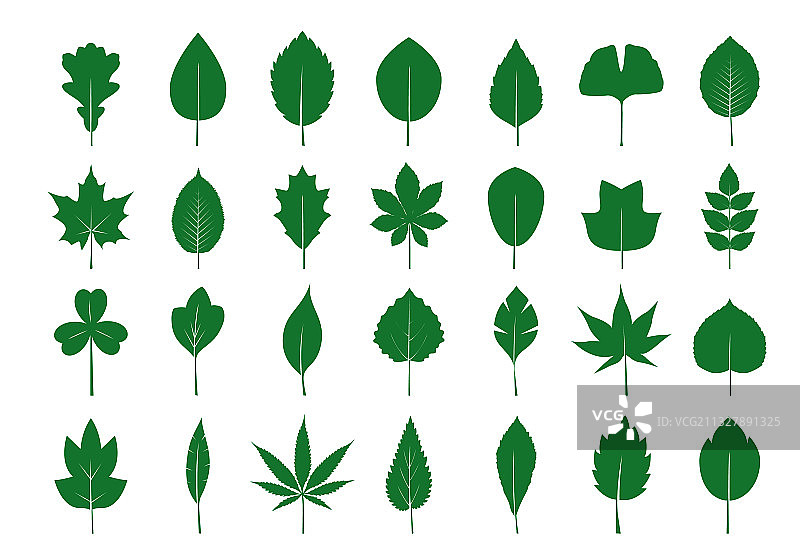一组隔离的绿叶图片素材
