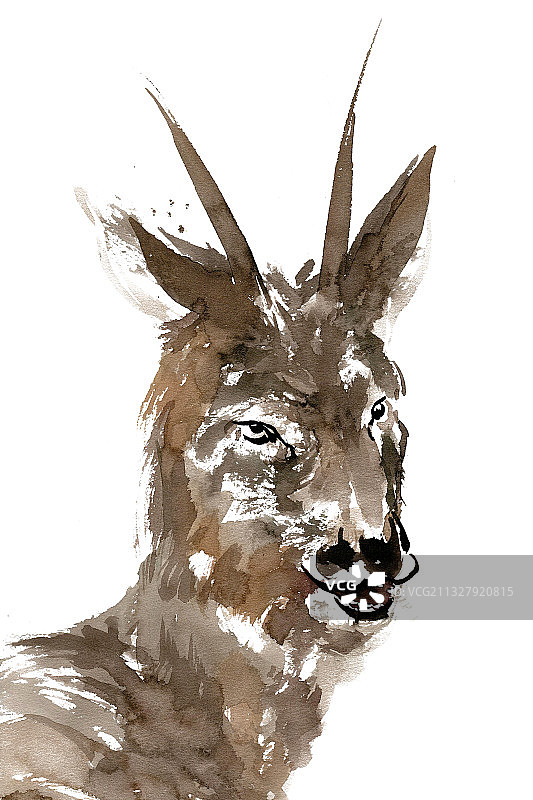 呆萌的狍子图片素材