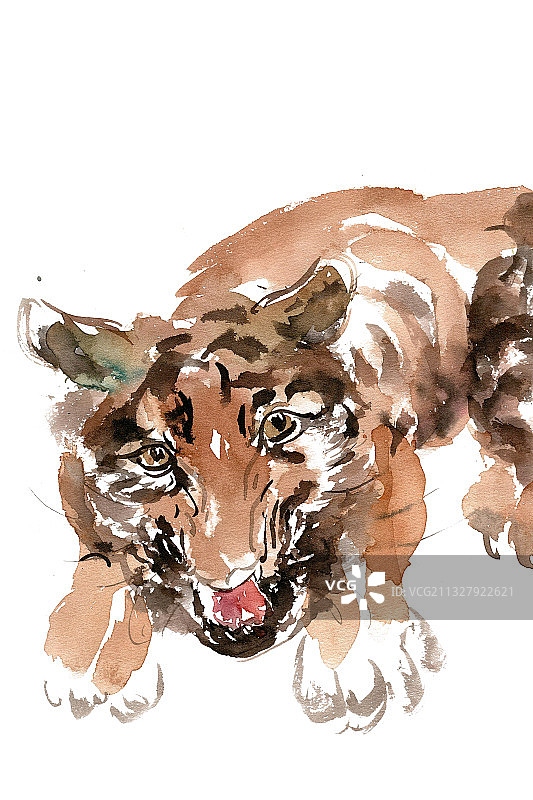 威严的老虎图片素材