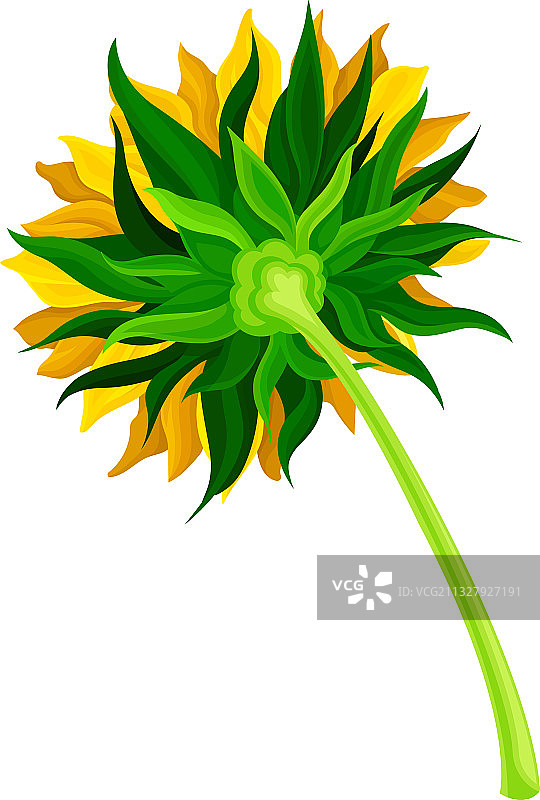 作为一年生植物的向日葵图片素材