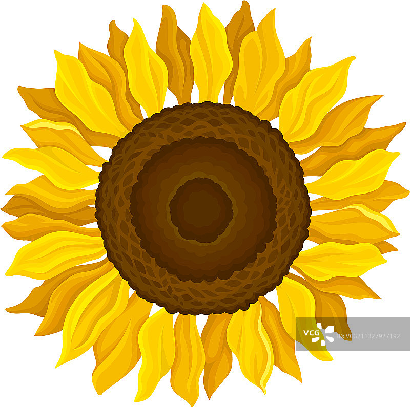 圆形黄色花头向日葵图片素材