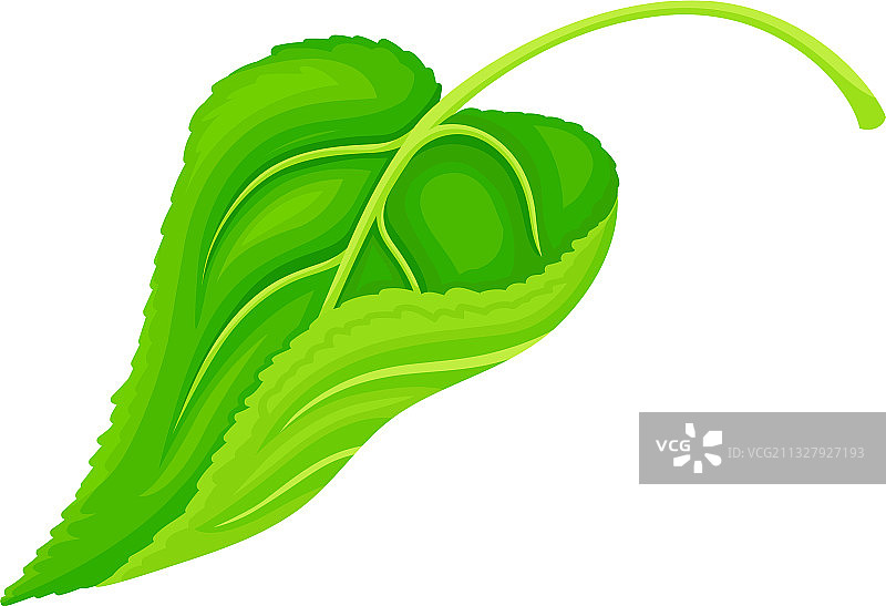 带叶柄的绿色心形向日葵叶图片素材