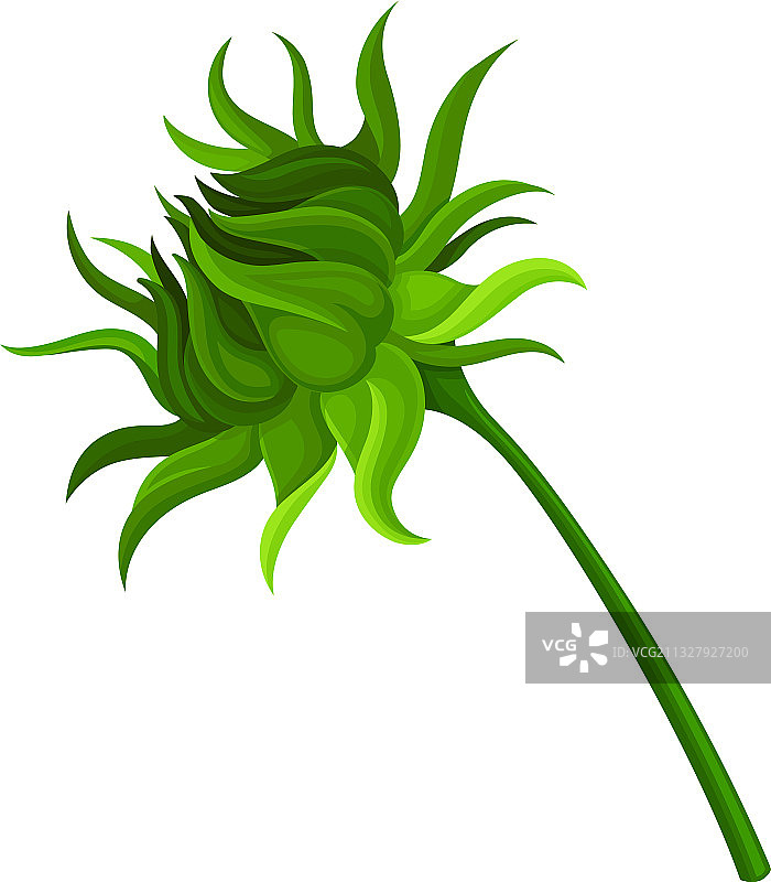 带闭合花头的绿色向日葵茎图片素材