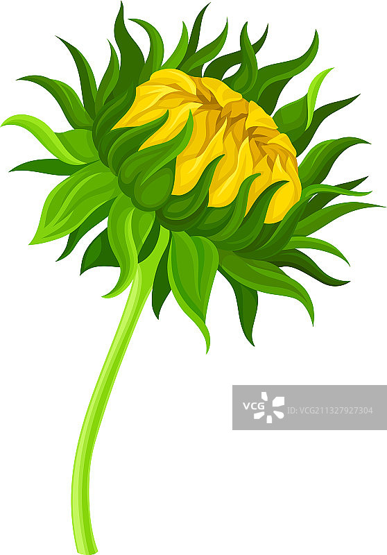 带闭合花头的绿色向日葵茎图片素材