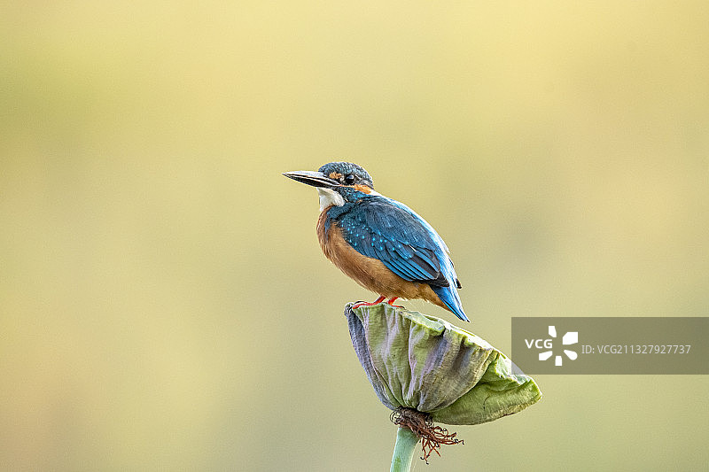 站在莲蓬上的翠鸟图片素材