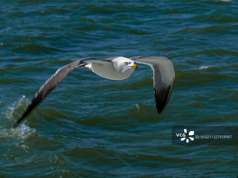 海鸥图片素材