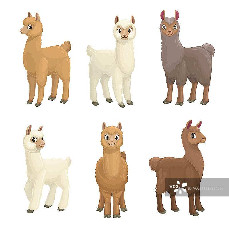 美洲驼 羊驼 原驼 小羊驼图片素材