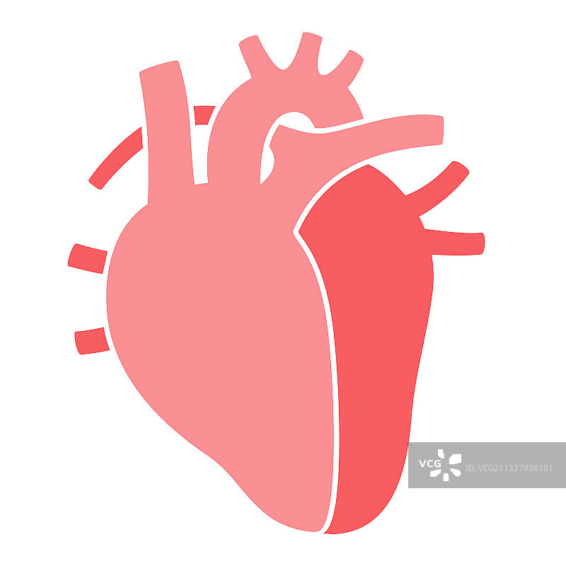 人体内部器官图片素材