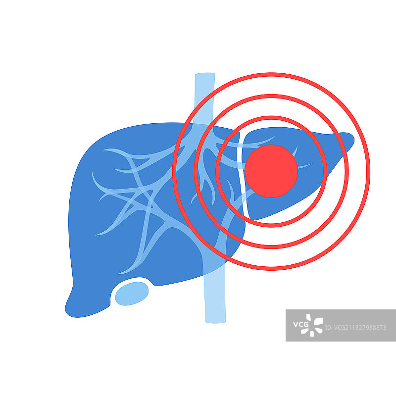 人体内部器官图片素材