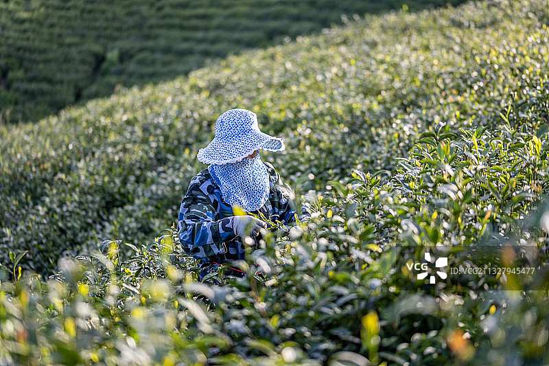 信阳毛尖茶山采茶工人图片素材