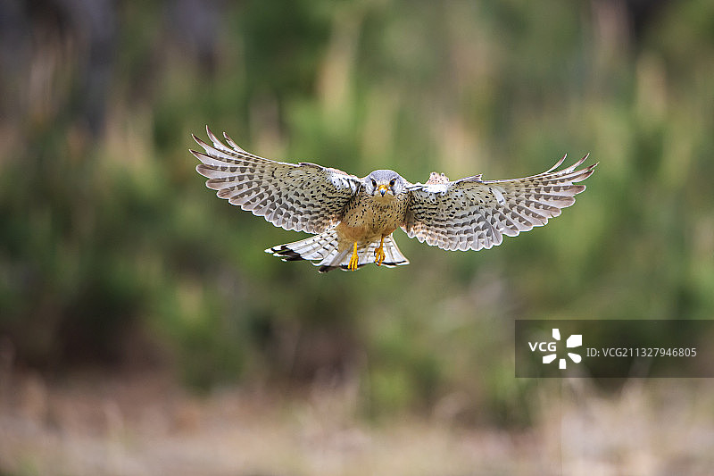 搜寻猎物图片素材