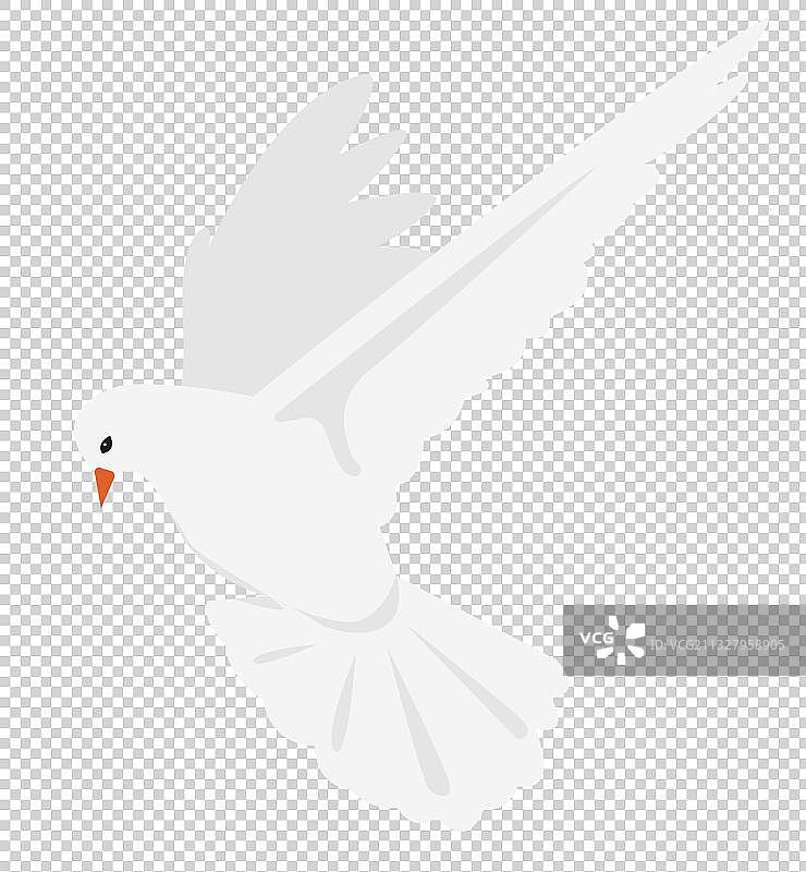 鸽子图片素材