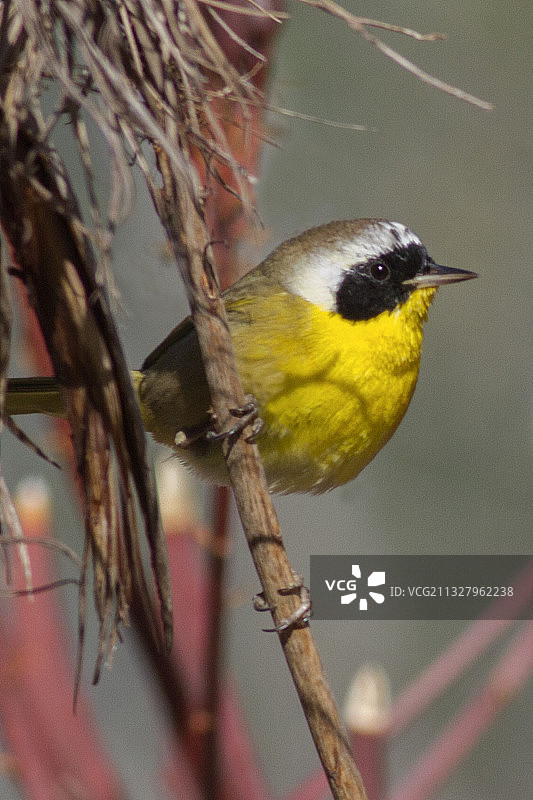 常见Yellowthroat图片素材