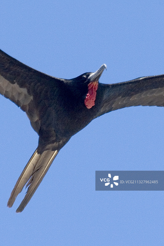 近距离飞行的壮丽军舰鸟图片素材