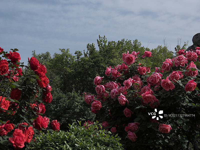 河南省郑州市惠济区古树苑图片素材
