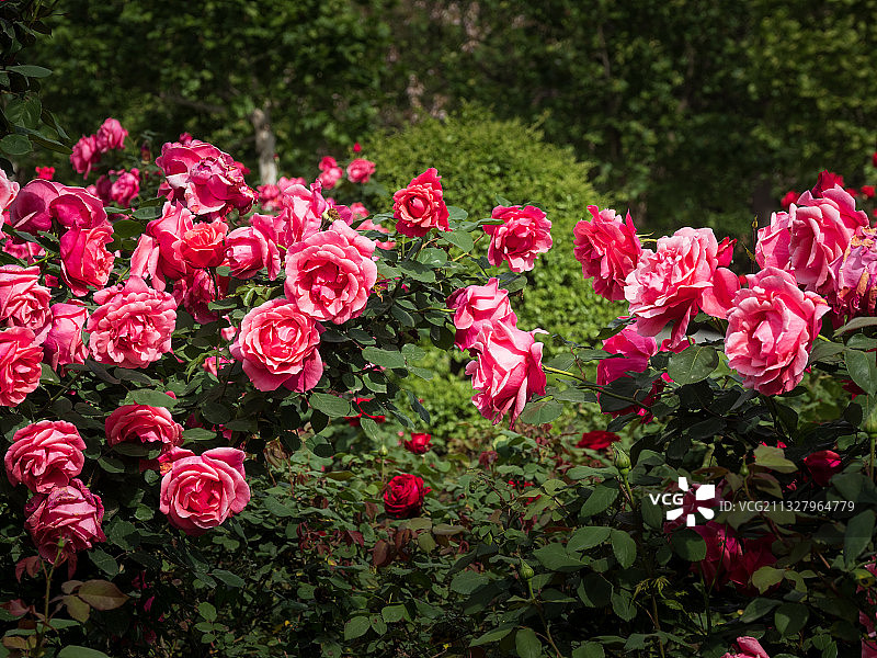 河南省郑州市惠济区古树苑图片素材