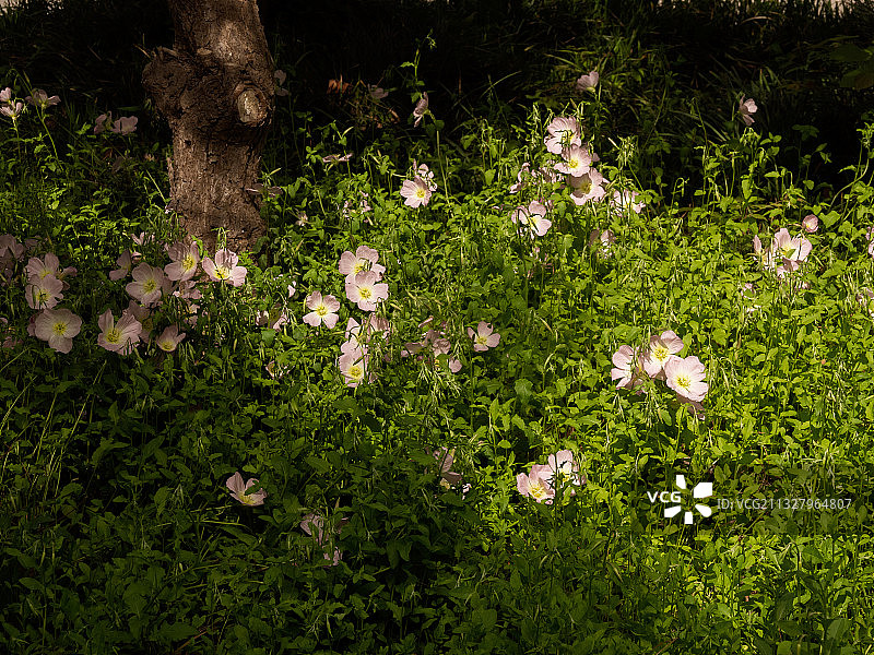 河南省郑州市惠济区古树苑图片素材